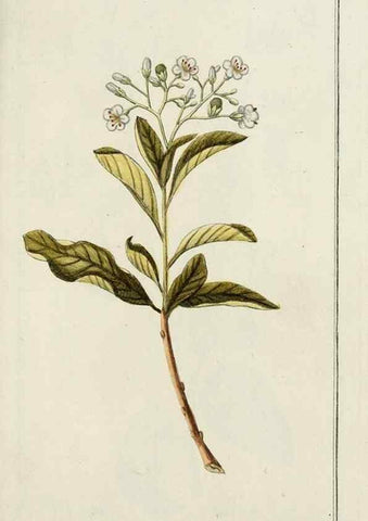 Reproducción/Reproduction 7535075092: Dreyhundert auserlesene amerikanische Gewächse nach linneischer Ordnung.. Nürnberg,Auf Kosten der Raspischen Buchh.,1785-88.