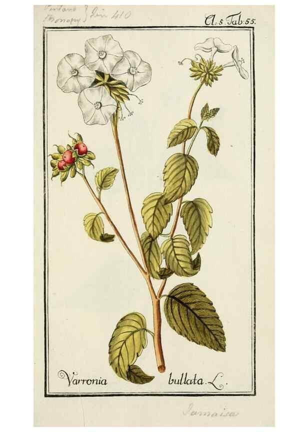 Reproducción/Reproduction 7535076722: Dreyhundert auserlesene amerikanische Gewächse nach linneischer Ordnung.. Nürnberg,Auf Kosten der Raspischen Buchh.,1785-88.