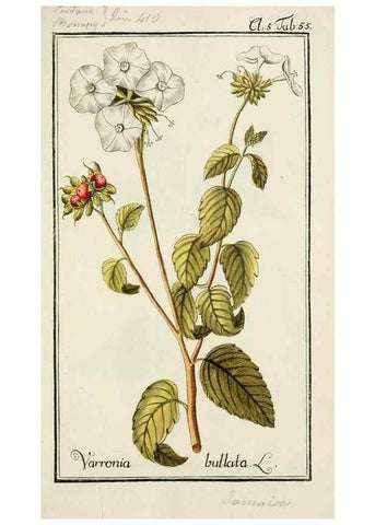 Reproducción/Reproduction 7535076722: Dreyhundert auserlesene amerikanische Gewächse nach linneischer Ordnung.. Nürnberg,Auf Kosten der Raspischen Buchh.,1785-88.