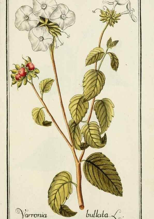 Reproducción/Reproduction 7535076722: Dreyhundert auserlesene amerikanische Gewächse nach linneischer Ordnung.. Nürnberg,Auf Kosten der Raspischen Buchh.,1785-88.