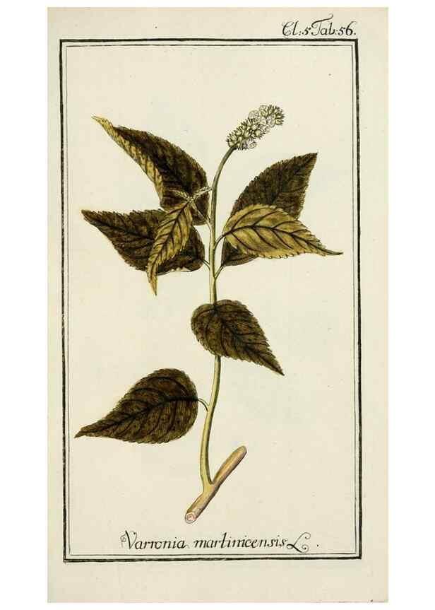 Reproducción/Reproduction 7535078410: Dreyhundert auserlesene amerikanische Gewächse nach linneischer Ordnung.. Nürnberg,Auf Kosten der Raspischen Buchh.,1785-88.