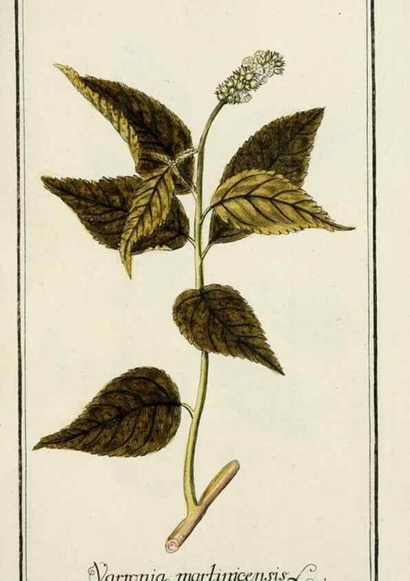 Reproducción/Reproduction 7535078410: Dreyhundert auserlesene amerikanische Gewächse nach linneischer Ordnung.. Nürnberg,Auf Kosten der Raspischen Buchh.,1785-88.