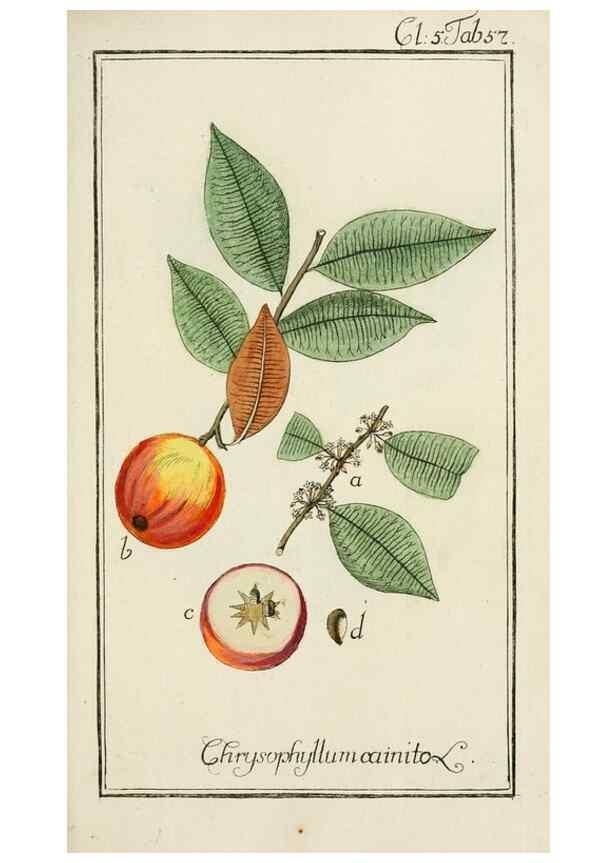 Reproducción/Reproduction 7535080000: Dreyhundert auserlesene amerikanische Gewächse nach linneischer Ordnung.. Nürnberg,Auf Kosten der Raspischen Buchh.,1785-88.