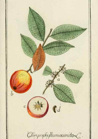 Reproducción/Reproduction 7535080000: Dreyhundert auserlesene amerikanische Gewächse nach linneischer Ordnung.. Nürnberg,Auf Kosten der Raspischen Buchh.,1785-88.