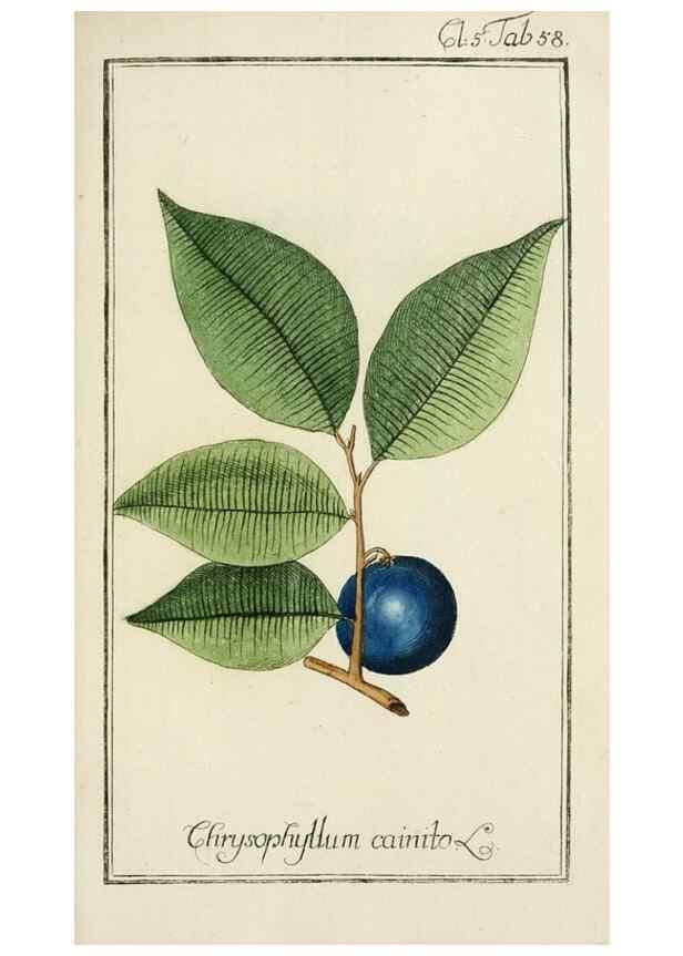 Reproducción/Reproduction 7535081108: Dreyhundert auserlesene amerikanische Gewächse nach linneischer Ordnung.. Nürnberg,Auf Kosten der Raspischen Buchh.,1785-88.