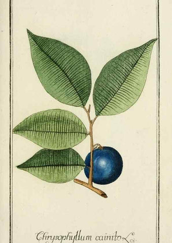 Reproducción/Reproduction 7535081108: Dreyhundert auserlesene amerikanische Gewächse nach linneischer Ordnung.. Nürnberg,Auf Kosten der Raspischen Buchh.,1785-88.