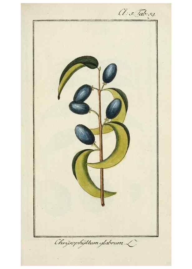 Reproducción/Reproduction 7535082060: Dreyhundert auserlesene amerikanische Gewächse nach linneischer Ordnung.. Nürnberg,Auf Kosten der Raspischen Buchh.,1785-88.