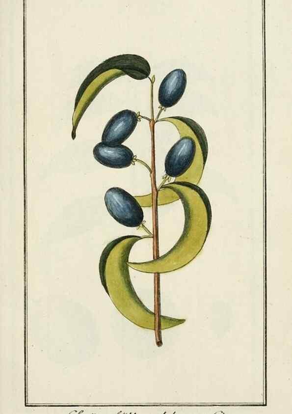 Reproducción/Reproduction 7535082060: Dreyhundert auserlesene amerikanische Gewächse nach linneischer Ordnung.. Nürnberg,Auf Kosten der Raspischen Buchh.,1785-88.