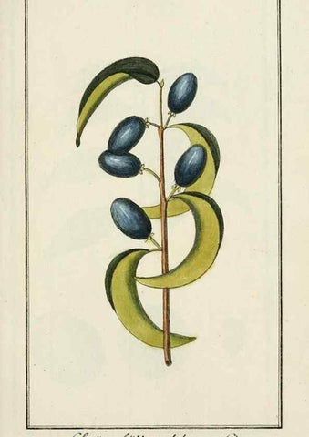 Reproducción/Reproduction 7535082060: Dreyhundert auserlesene amerikanische Gewächse nach linneischer Ordnung.. Nürnberg,Auf Kosten der Raspischen Buchh.,1785-88.