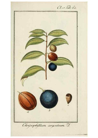 Reproducción/Reproduction 7535083200: Dreyhundert auserlesene amerikanische Gewächse nach linneischer Ordnung.. Nürnberg,Auf Kosten der Raspischen Buchh.,1785-88.