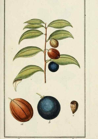 Reproducción/Reproduction 7535083200: Dreyhundert auserlesene amerikanische Gewächse nach linneischer Ordnung.. Nürnberg,Auf Kosten der Raspischen Buchh.,1785-88.