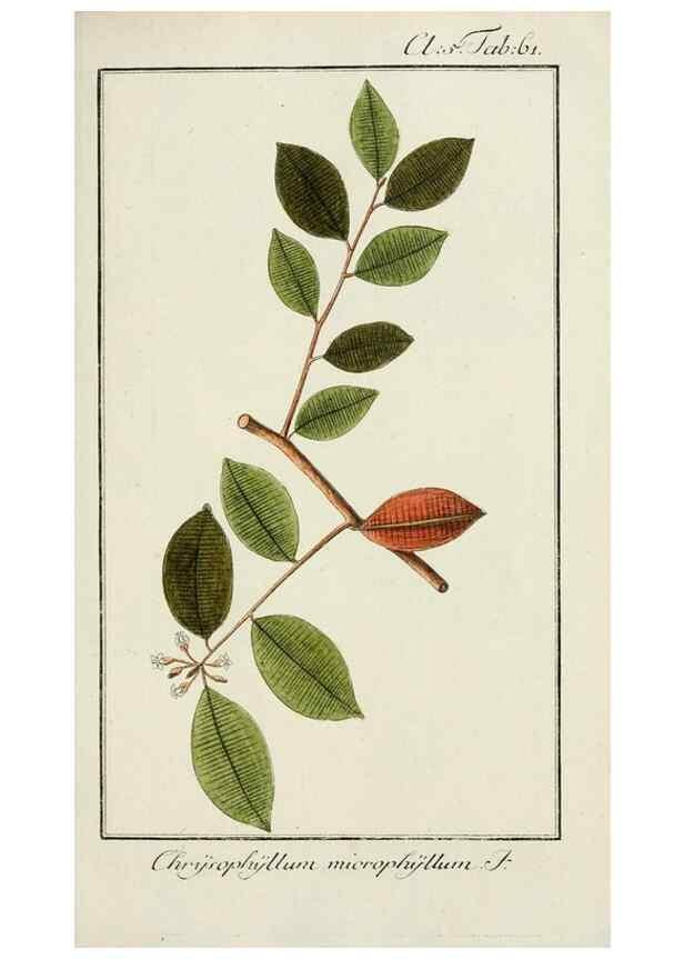 Reproducción/Reproduction 7535084702: Dreyhundert auserlesene amerikanische Gewächse nach linneischer Ordnung.. Nürnberg,Auf Kosten der Raspischen Buchh.,1785-88.