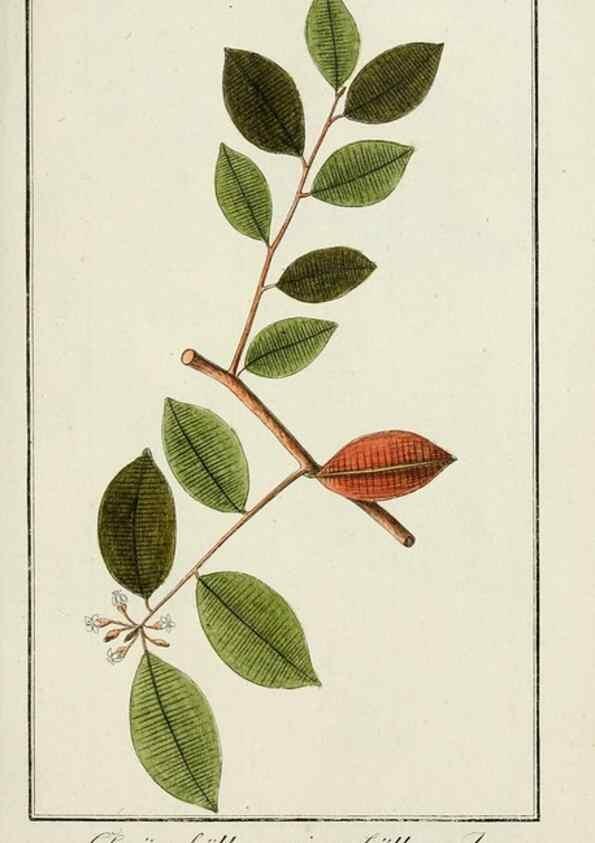 Reproducción/Reproduction 7535084702: Dreyhundert auserlesene amerikanische Gewächse nach linneischer Ordnung.. Nürnberg,Auf Kosten der Raspischen Buchh.,1785-88.