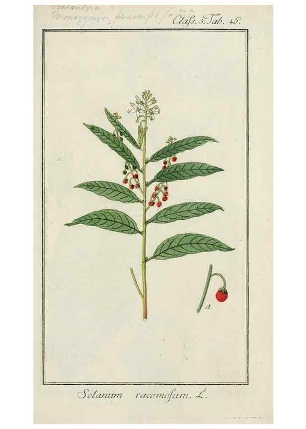 Reproducción/Reproduction 7535063390: Dreyhundert auserlesene amerikanische Gewächse nach linneischer Ordnung.. Nürnberg,Auf Kosten der Raspischen Buchh.,1785-88.
