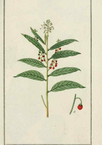 Reproducción/Reproduction 7535063390: Dreyhundert auserlesene amerikanische Gewächse nach linneischer Ordnung.. Nürnberg,Auf Kosten der Raspischen Buchh.,1785-88.