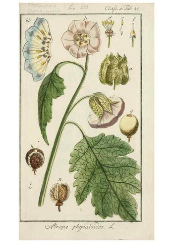 Reproducción/Reproduction 7535060904: Dreyhundert auserlesene amerikanische Gewächse nach linneischer Ordnung.. Nürnberg,Auf Kosten der Raspischen Buchh.,1785-88.
