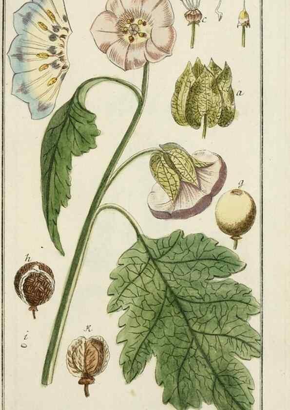 Reproducción/Reproduction 7535060904: Dreyhundert auserlesene amerikanische Gewächse nach linneischer Ordnung.. Nürnberg,Auf Kosten der Raspischen Buchh.,1785-88.