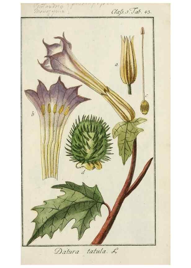 Reproducción/Reproduction 7535059336: Dreyhundert auserlesene amerikanische Gewächse nach linneischer Ordnung.. Nürnberg,Auf Kosten der Raspischen Buchh.,1785-88.