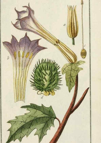 Reproducción/Reproduction 7535059336: Dreyhundert auserlesene amerikanische Gewächse nach linneischer Ordnung.. Nürnberg,Auf Kosten der Raspischen Buchh.,1785-88.