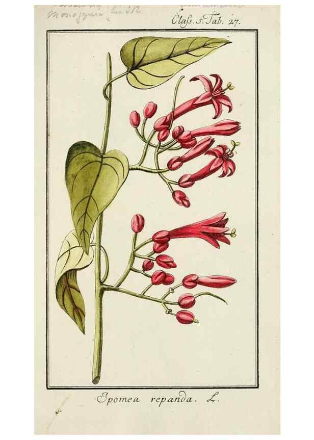 Reproducción/Reproduction 7535039982: Dreyhundert auserlesene amerikanische Gewächse nach linneischer Ordnung.. Nürnberg,Auf Kosten der Raspischen Buchh.,1785-88.