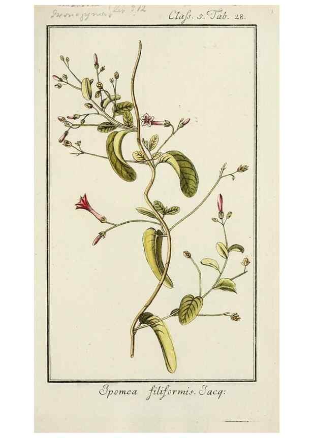 Reproducción/Reproduction 7535041002: Dreyhundert auserlesene amerikanische Gewächse nach linneischer Ordnung.. Nürnberg,Auf Kosten der Raspischen Buchh.,1785-88.
