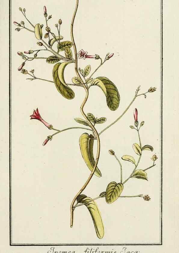 Reproducción/Reproduction 7535041002: Dreyhundert auserlesene amerikanische Gewächse nach linneischer Ordnung.. Nürnberg,Auf Kosten der Raspischen Buchh.,1785-88.