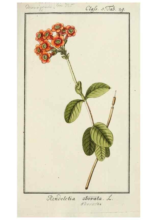 Reproducción/Reproduction 7535041960: Dreyhundert auserlesene amerikanische Gewächse nach linneischer Ordnung.. Nürnberg,Auf Kosten der Raspischen Buchh.,1785-88.
