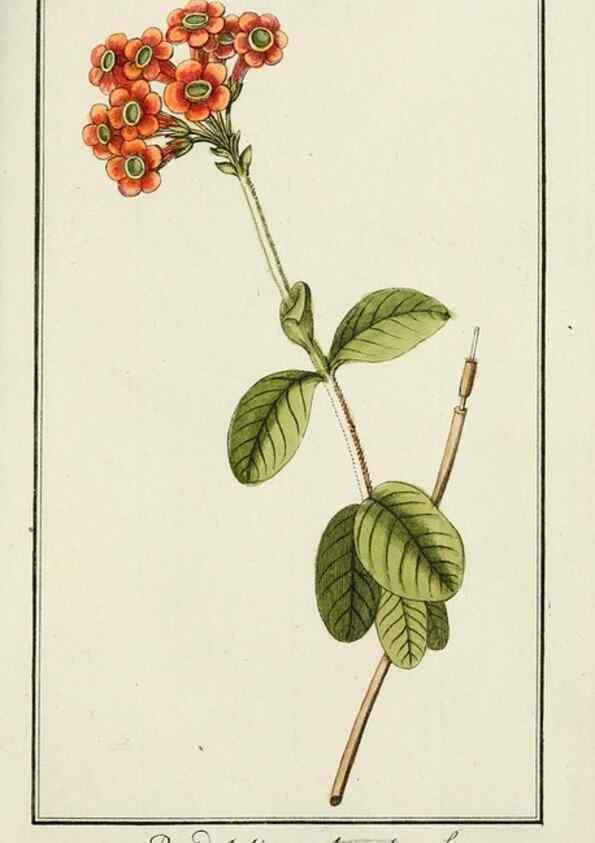 Reproducción/Reproduction 7535041960: Dreyhundert auserlesene amerikanische Gewächse nach linneischer Ordnung.. Nürnberg,Auf Kosten der Raspischen Buchh.,1785-88.