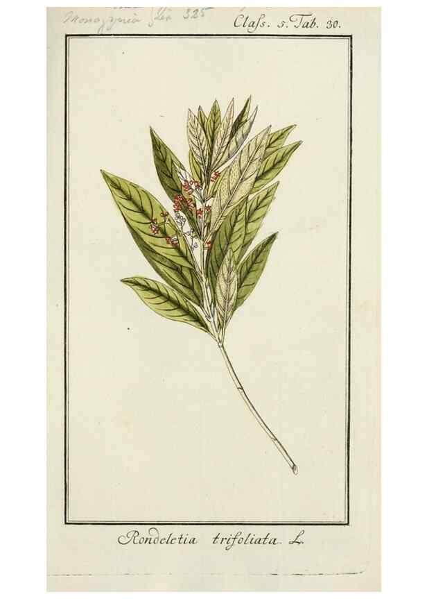 Reproducción/Reproduction 7535042930: Dreyhundert auserlesene amerikanische Gewächse nach linneischer Ordnung.. Nürnberg,Auf Kosten der Raspischen Buchh.,1785-88.