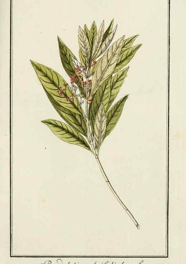 Reproducción/Reproduction 7535042930: Dreyhundert auserlesene amerikanische Gewächse nach linneischer Ordnung.. Nürnberg,Auf Kosten der Raspischen Buchh.,1785-88.