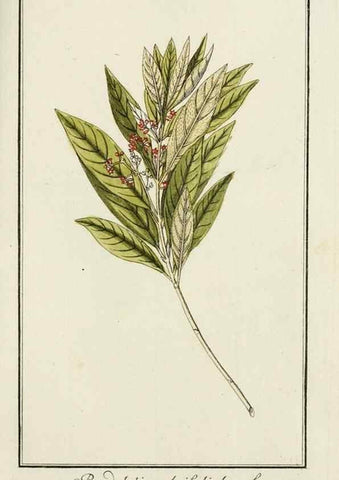 Reproducción/Reproduction 7535042930: Dreyhundert auserlesene amerikanische Gewächse nach linneischer Ordnung.. Nürnberg,Auf Kosten der Raspischen Buchh.,1785-88.