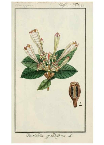 Reproducción/Reproduction 7535044330: Dreyhundert auserlesene amerikanische Gewächse nach linneischer Ordnung.. Nürnberg,Auf Kosten der Raspischen Buchh.,1785-88.
