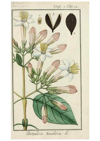 Reproducción/Reproduction 7535045754: Dreyhundert auserlesene amerikanische Gewächse nach linneischer Ordnung.. Nürnberg,Auf Kosten der Raspischen Buchh.,1785-88.