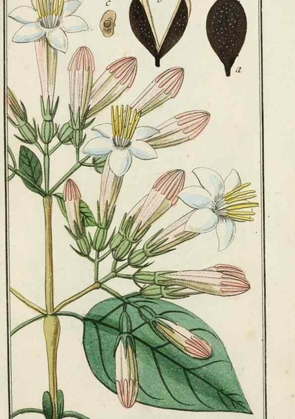 Reproducción/Reproduction 7535045754: Dreyhundert auserlesene amerikanische Gewächse nach linneischer Ordnung.. Nürnberg,Auf Kosten der Raspischen Buchh.,1785-88.