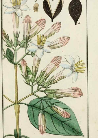 Reproducción/Reproduction 7535045754: Dreyhundert auserlesene amerikanische Gewächse nach linneischer Ordnung.. Nürnberg,Auf Kosten der Raspischen Buchh.,1785-88.