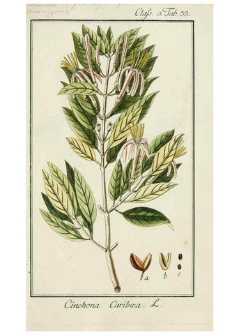 Reproducción/Reproduction 7535047356: Dreyhundert auserlesene amerikanische Gewächse nach linneischer Ordnung.. Nürnberg,Auf Kosten der Raspischen Buchh.,1785-88.