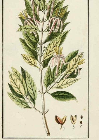 Reproducción/Reproduction 7535047356: Dreyhundert auserlesene amerikanische Gewächse nach linneischer Ordnung.. Nürnberg,Auf Kosten der Raspischen Buchh.,1785-88.