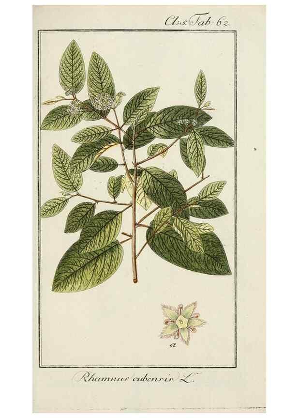 Reproducción/Reproduction 7535086292: Dreyhundert auserlesene amerikanische Gewächse nach linneischer Ordnung.. Nürnberg,Auf Kosten der Raspischen Buchh.,1785-88.
