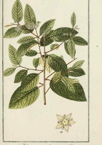 Reproducción/Reproduction 7535086292: Dreyhundert auserlesene amerikanische Gewächse nach linneischer Ordnung.. Nürnberg,Auf Kosten der Raspischen Buchh.,1785-88.