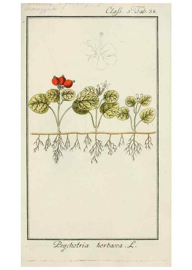 Reproducción/Reproduction 7535048396: Dreyhundert auserlesene amerikanische Gewächse nach linneischer Ordnung.. Nürnberg,Auf Kosten der Raspischen Buchh.,1785-88.