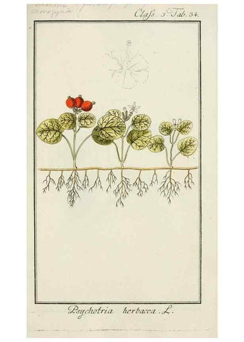 Reproducción/Reproduction 7535048396: Dreyhundert auserlesene amerikanische Gewächse nach linneischer Ordnung.. Nürnberg,Auf Kosten der Raspischen Buchh.,1785-88.