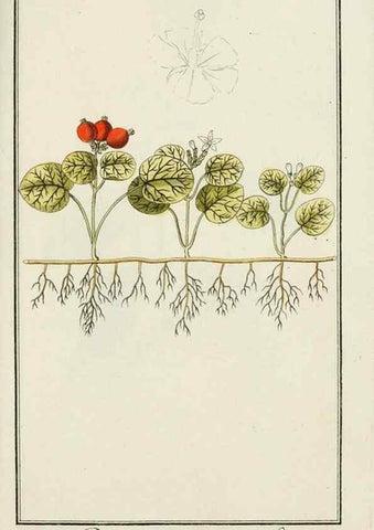 Reproducción/Reproduction 7535048396: Dreyhundert auserlesene amerikanische Gewächse nach linneischer Ordnung.. Nürnberg,Auf Kosten der Raspischen Buchh.,1785-88.