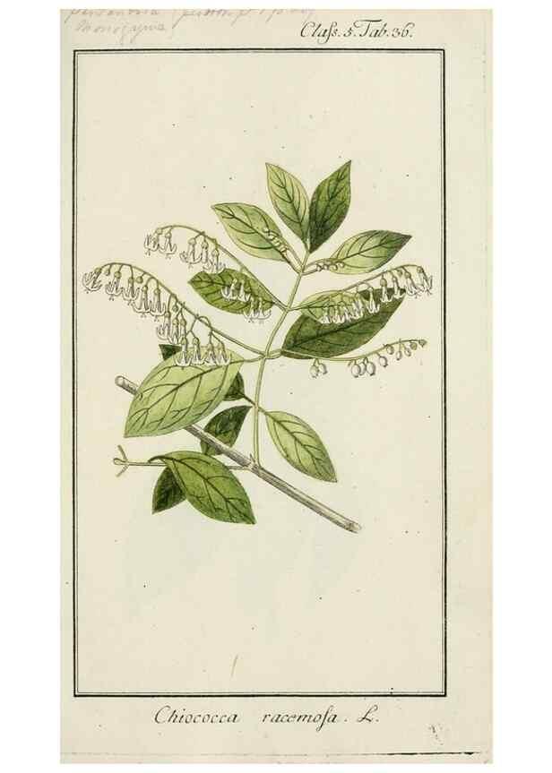 Reproducción/Reproduction 7535051152: Dreyhundert auserlesene amerikanische Gewächse nach linneischer Ordnung.. Nürnberg,Auf Kosten der Raspischen Buchh.,1785-88.