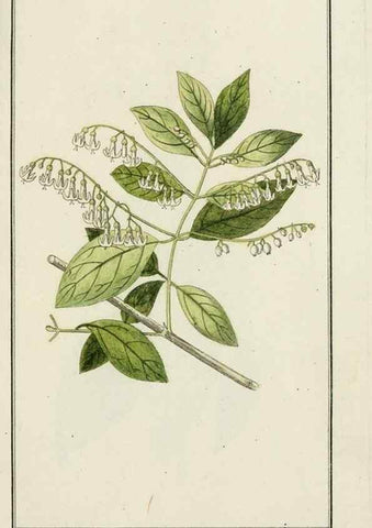 Reproducción/Reproduction 7535051152: Dreyhundert auserlesene amerikanische Gewächse nach linneischer Ordnung.. Nürnberg,Auf Kosten der Raspischen Buchh.,1785-88.