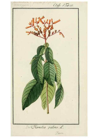 Reproducción/Reproduction 7535052708: Dreyhundert auserlesene amerikanische Gewächse nach linneischer Ordnung.. Nürnberg,Auf Kosten der Raspischen Buchh.,1785-88.