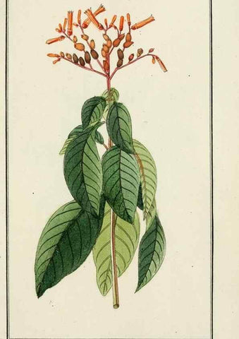 Reproducción/Reproduction 7535052708: Dreyhundert auserlesene amerikanische Gewächse nach linneischer Ordnung.. Nürnberg,Auf Kosten der Raspischen Buchh.,1785-88.