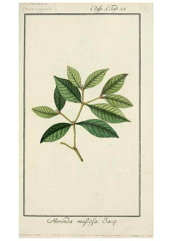 Reproducción/Reproduction 7535053790: Dreyhundert auserlesene amerikanische Gewächse nach linneischer Ordnung.. Nürnberg,Auf Kosten der Raspischen Buchh.,1785-88.