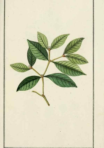 Reproducción/Reproduction 7535053790: Dreyhundert auserlesene amerikanische Gewächse nach linneischer Ordnung.. Nürnberg,Auf Kosten der Raspischen Buchh.,1785-88.