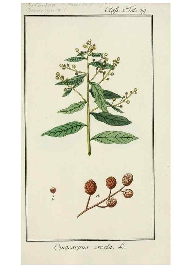 Reproducción/Reproduction 7535055254: Dreyhundert auserlesene amerikanische Gewächse nach linneischer Ordnung.. Nürnberg,Auf Kosten der Raspischen Buchh.,1785-88.