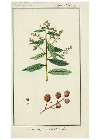 Reproducción/Reproduction 7535055254: Dreyhundert auserlesene amerikanische Gewächse nach linneischer Ordnung.. Nürnberg,Auf Kosten der Raspischen Buchh.,1785-88.